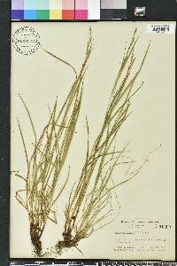 Carex aestivalis image