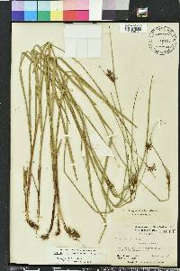 Scleria triglomerata image