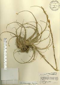 Tillandsia utriculata image