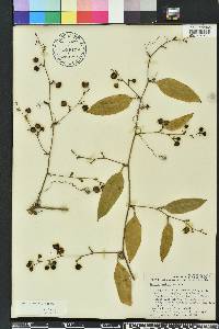 Smilax smallii image