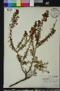 Hypericum galioides image