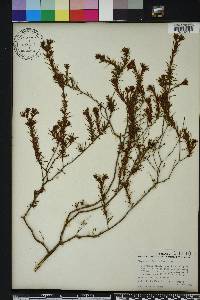 Hypericum fasciculatum image