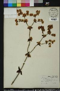 Eriogonum tomentosum image