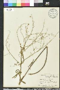 Desmodium strictum image