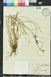 Carex caroliniana image