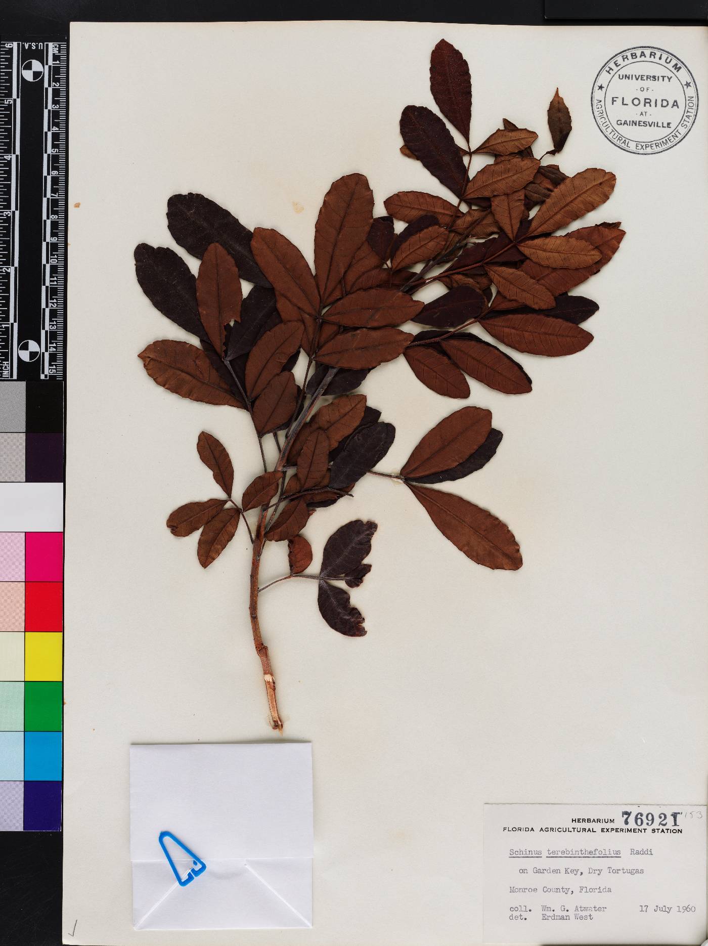 Schinus terebinthifolia image