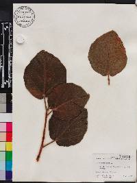 Ficus sycomorus image