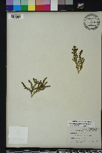 Euphorbia prostrata image