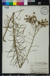 Vernonia angustifolia image