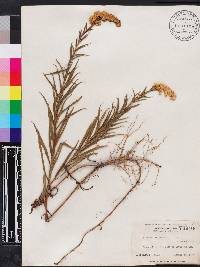 Solidago leavenworthii image