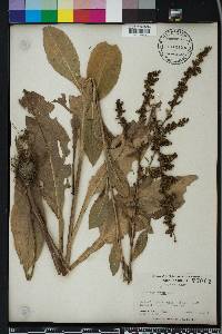 Solidago patula image