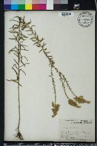 Solidago tortifolia image