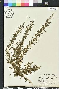 Lespedeza cuneata image