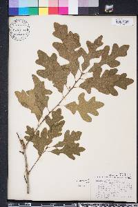 Quercus margarettae image