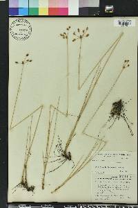 Fimbristylis puberula image