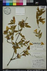 Gelsemium sempervirens image