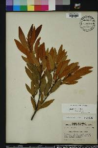 Persea humilis image