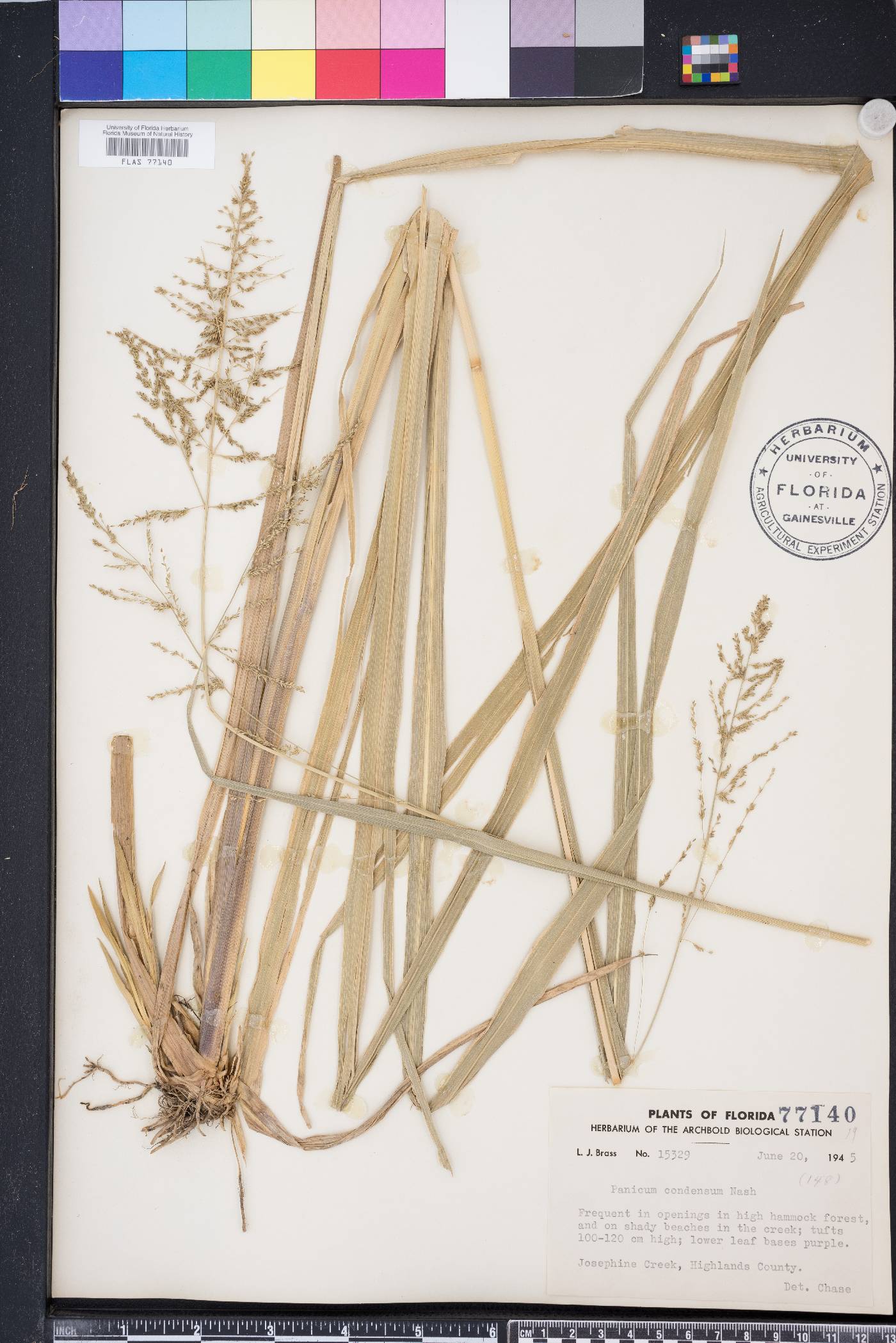 Panicum condensum image