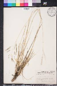 Eragrostis atrovirens image