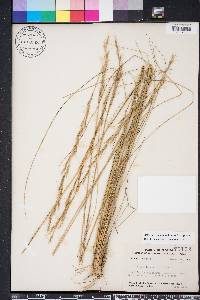 Aristida stricta image