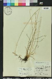 Fimbristylis puberula image