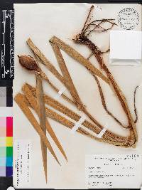 Iris hexagona image