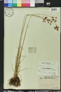 Fimbristylis puberula image