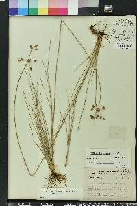 Fimbristylis puberula image