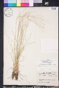 Muhlenbergia capillaris image