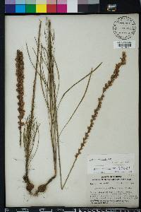 Liatris tenuifolia image