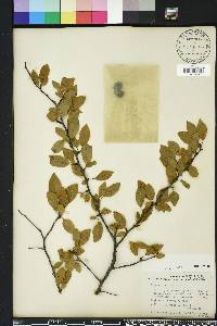 Prunus umbellata image