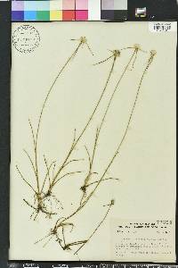 Rhynchospora colorata image
