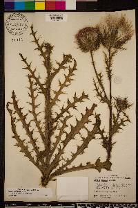 Cirsium horridulum image