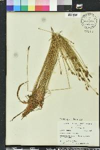Eleocharis tricostata image