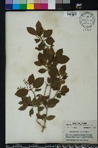 Chiococca alba image