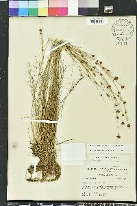 Rhynchospora filifolia image