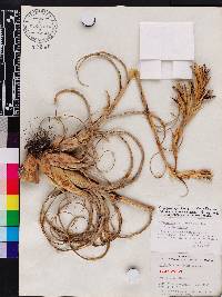 Tillandsia balbisiana image