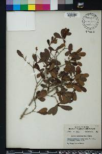 Eugenia foetida image