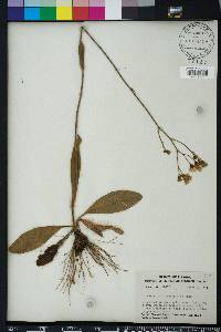 Hieracium megacephalon image