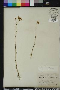 Polygala balduinii image