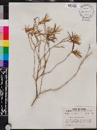 Croton linearis image