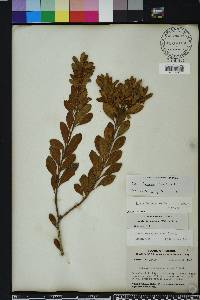 Lyonia ferruginea image