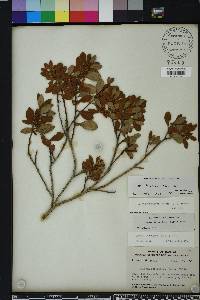 Lyonia ferruginea image