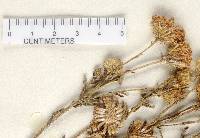 Chrysopsis highlandsensis image