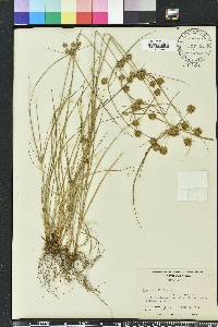 Cyperus filiculmis image