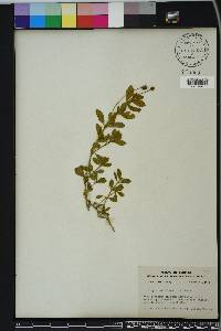 Phyla nodiflora image