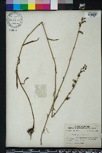 Lobelia glandulosa image