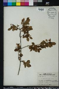 Chiococca parvifolia image