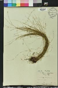 Eleocharis tenuis image