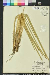 Eleocharis equisetoides image